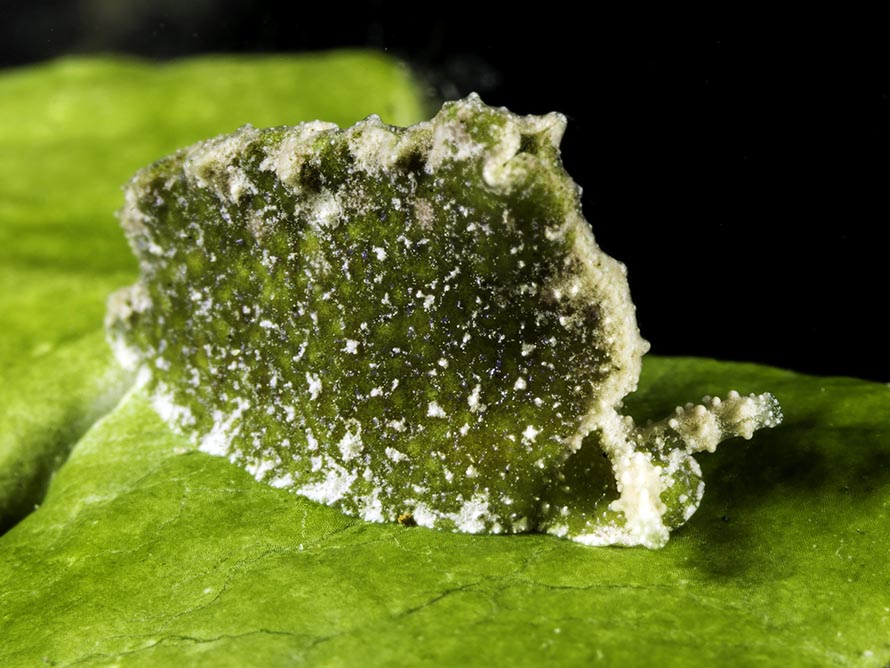 Elysia sp. 46